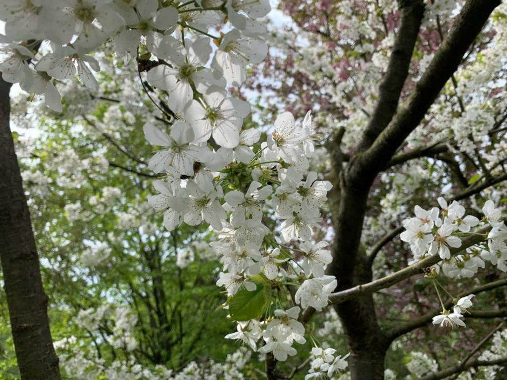 Kirschblüten